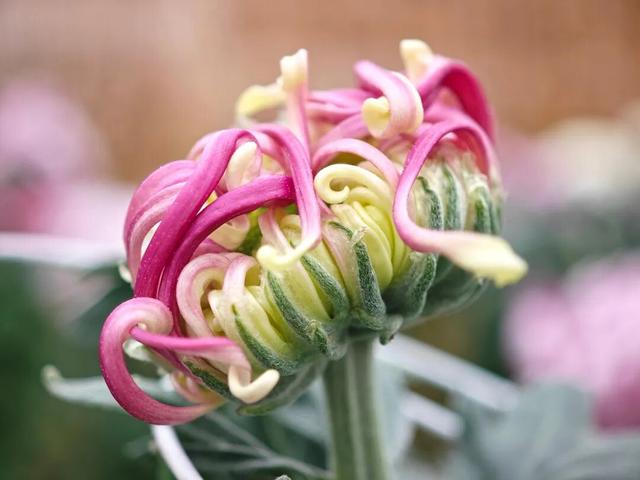 限时开启！花展进行中，还可以带回家→