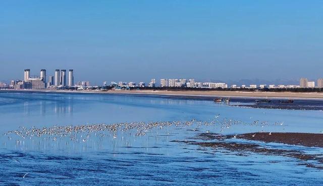 南海新区：碧海旭日天鹅舞