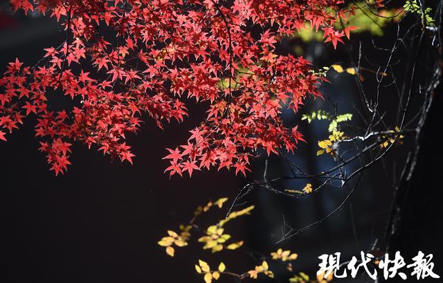 南京中山植物园红枫岗迎来最佳观赏期，色彩交响盛宴将持续至12月中旬