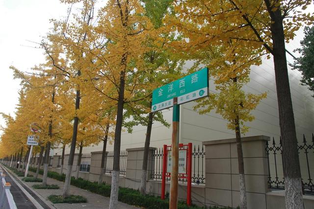 在场丨淄博这条路深秋“变装”，银杏秘境藏着怎样的浪漫？