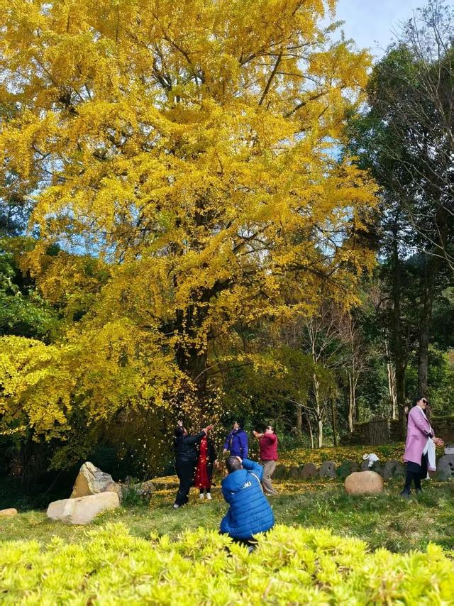 金色盛装！永新黄竹岭古银杏迎来“高光时刻”