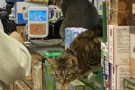香港记事｜带铃铛的猫图片