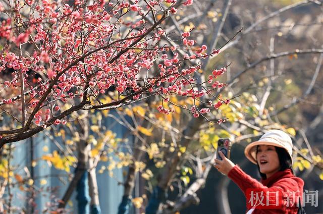 美！武汉东湖梅园早梅盛放暗香浮动