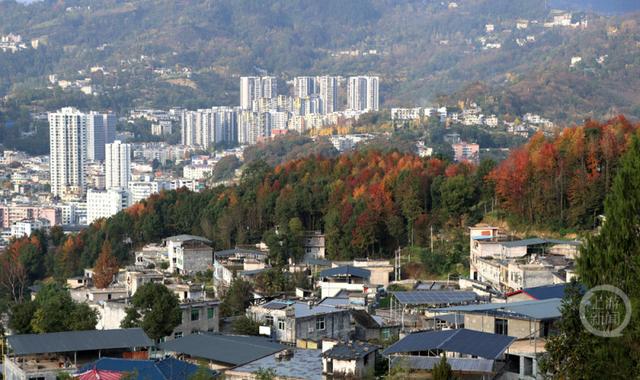 重庆黔江：红枫似火 彩林如画