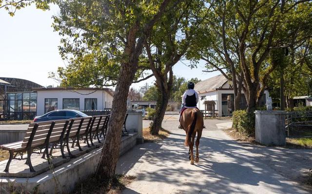 马年寻马趣！盘点崇明3家宝藏骑马场