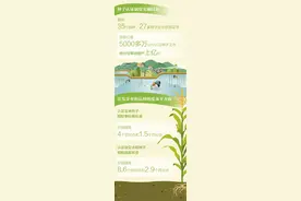 种子“持证上岗” 农业更添保障（大数据观察）图片