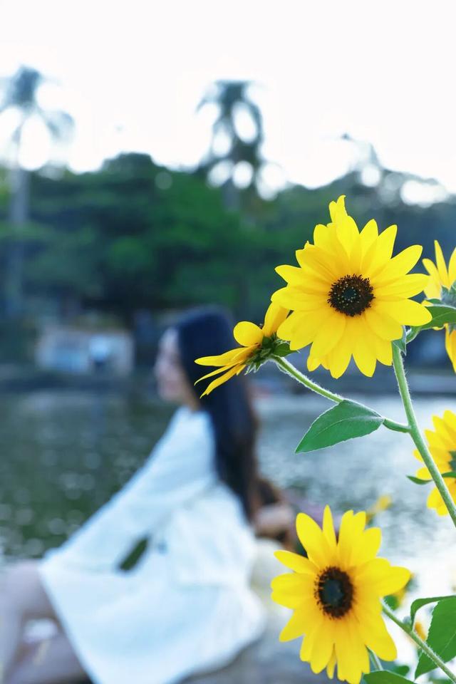 行摄 | 美爆了！秋日花海，限时上映