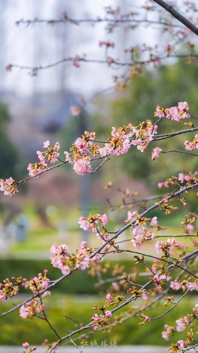 3座公园早樱盛开！武汉将喜提“樱花春节”