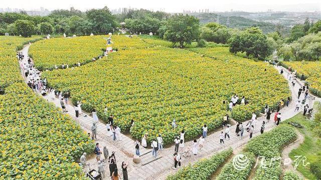 快来“出片”！厦门翔安50亩向日葵花海回来了