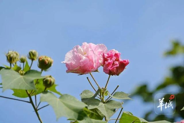 盛花期！流花湖畔迎来“冬日浪漫”！