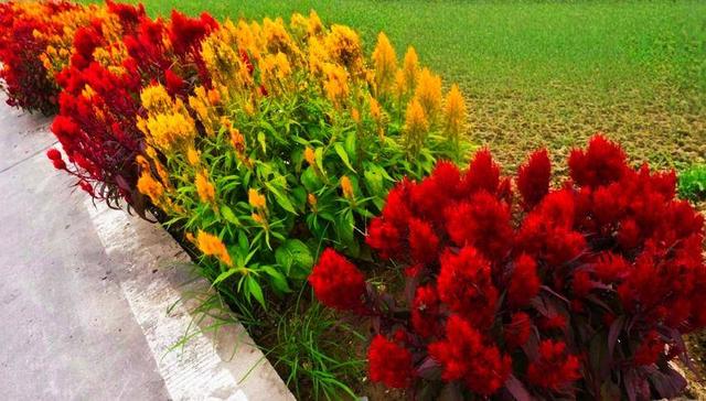 鹤峰：凤尾花点亮庙湾之秋