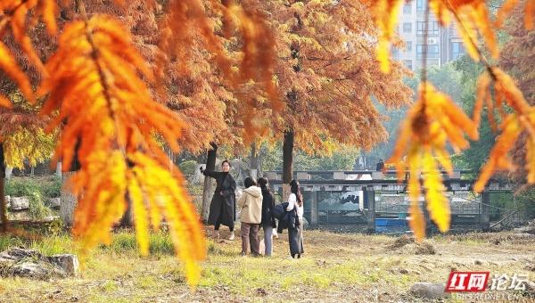 【每日一图@湖南】漫步粟雨湖畔，拾取水杉与冬光合写的暖意篇章