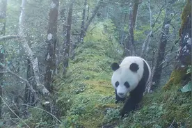 真相大白！大熊猫的尾巴原来长这样图片