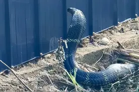 体型巨大！众人围观，成年眼镜王蛇吐出危险信号→图片