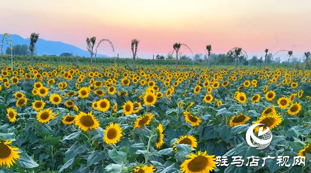 驿城区胡庙乡：万亩向日葵盛放 成秋日打卡新热点