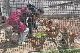 小学生“养鸡创业”在校门口摆摊卖鸡蛋，这也是一次生命教育图片