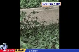 萌翻！小狐狸近距离出现！就在广东这个地方……图片