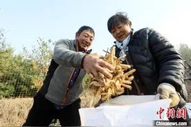 泰山黄精迎来首次规模化采收 “4年为药”黄精变“黄金”图片