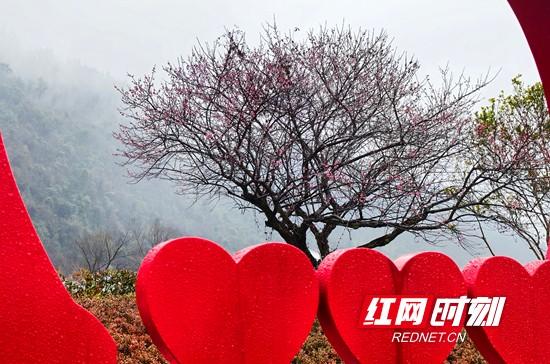 张家界市武陵源区：梅花雨中绽放 幽香四溢 （组图）