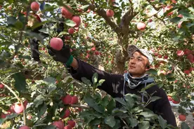 新疆“大果盘”甜蜜升级图片