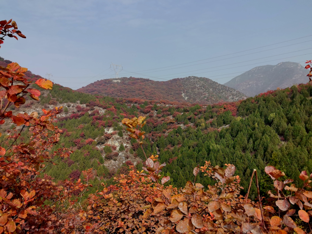 多彩京秋丨全市彩叶树变色率播报（2025.11.13）