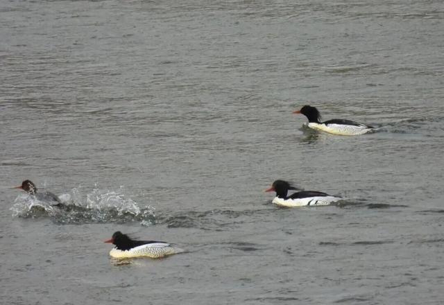 又到候鸟季，相约陆浑来观鸟~