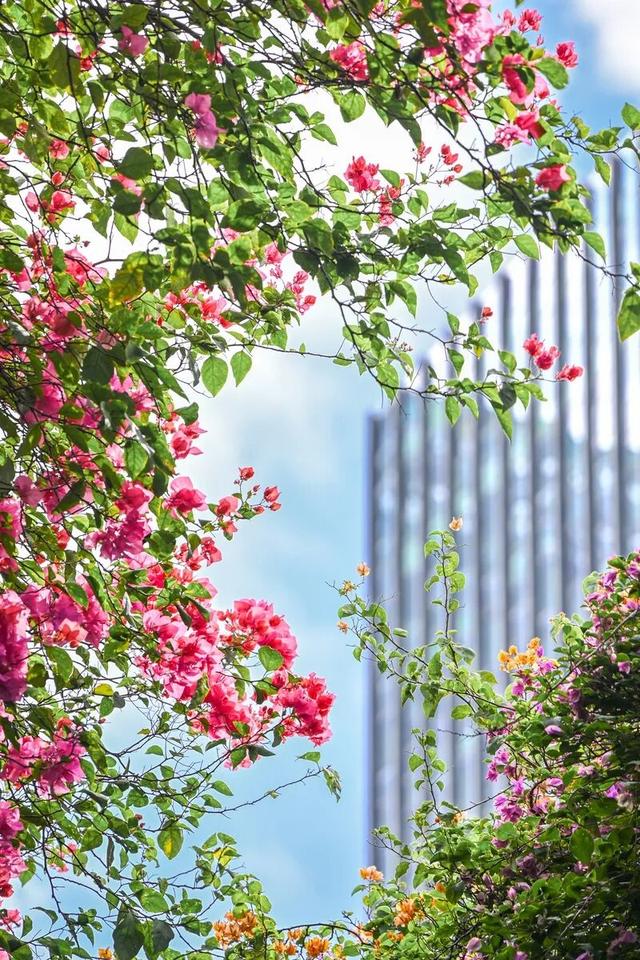 深圳知名景区紧急通知！