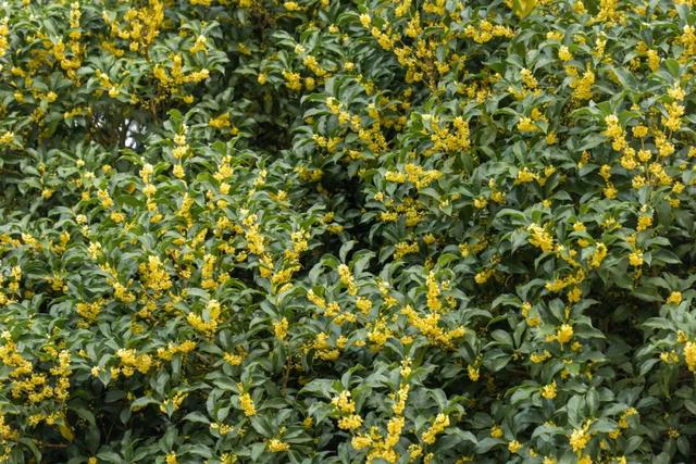 桂花香“空降”上海！秋日限定款快闻！