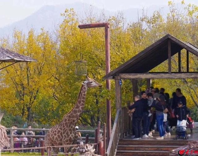 937场“冬游西海岸”文旅活动热闹登场