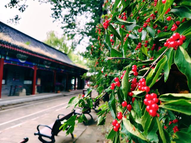 秋日雨后圆明园，安静清幽