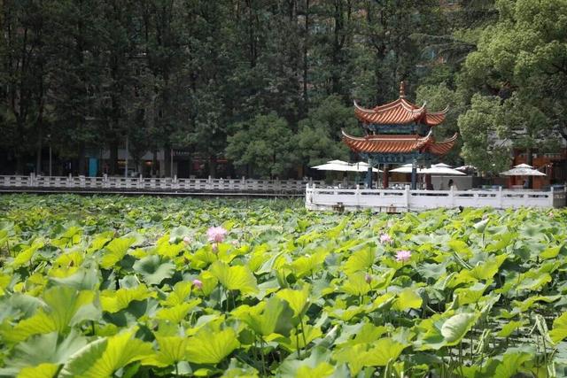 清凉旅居、火把节狂欢……这个夏天，就来云南避暑，美美吃菌~