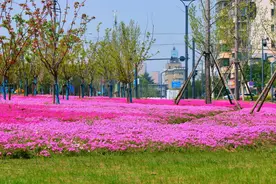 枝江滨江公园芝樱花开烂漫！图片