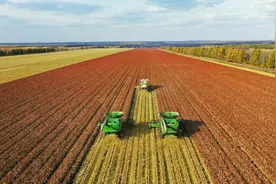 稻花香里说丰年｜高粱红满天 喜悦藏田间图片