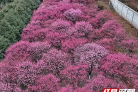 新邵：梅花绽放枝头俏 暗香浮动春意浓图片