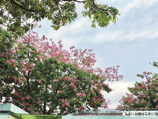 厦门秋意渐浓，来这些地方感受不同的秋日氛围！