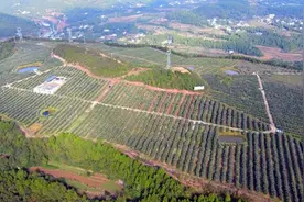 荒林变“油田” 苍溪县千亩油橄榄喜获丰收图片