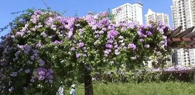 南宁秋日赏花攻略，带你一键解锁这份限定版的秋花图鉴！