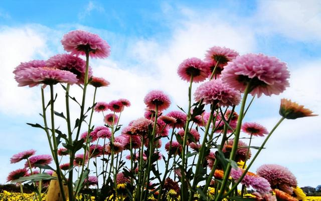 去安顺，赴赏菊之约！