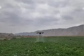 推广农技新技术 甘肃定西280多万亩马铃薯实现稳产增产图片