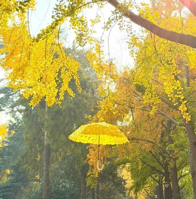 全网刷屏的“银杏伞”，南京也有！