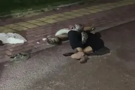 一男子酒后被近2米长蟒蛇缠住倒地！消防：人已获救图片