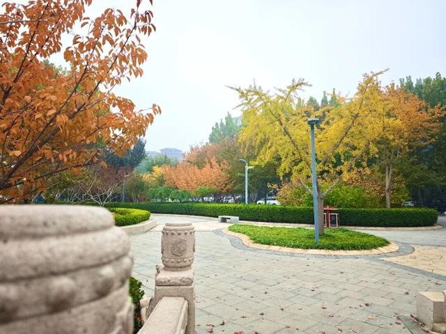 不必远行！邢台街头巷尾的彩叶之约等你赴会