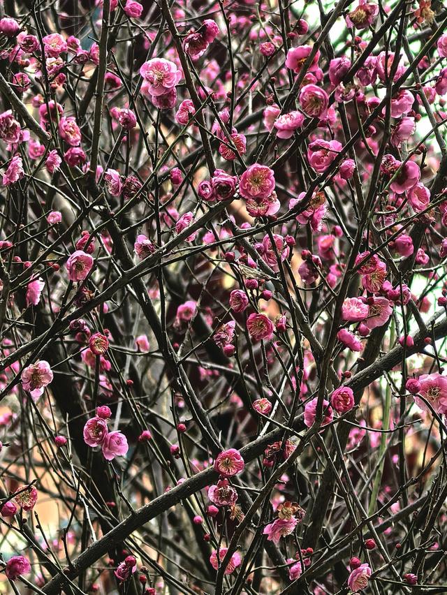 桂林的“限定浪漫”已上线！满城梅花绽放，花期持续至春节！