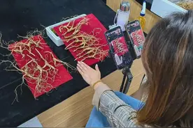 采挖→种植→食饮药保化……在吉林抚松，观人参千百变图片