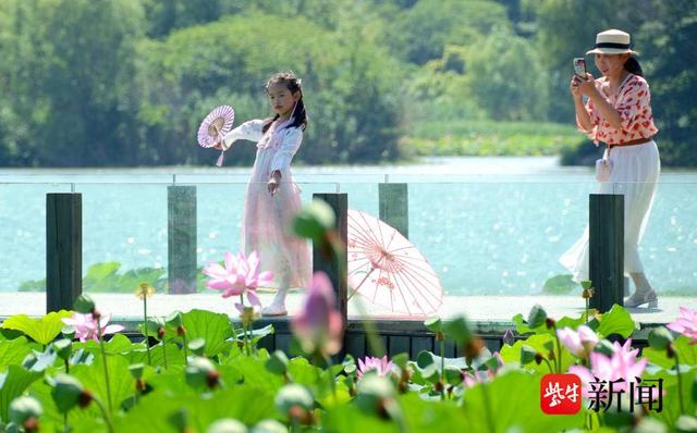 千年诗画铺展生态画卷 镇江金山荷花绽放央视荧屏