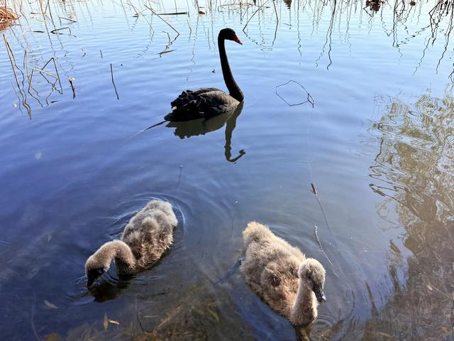小雪宜出游，颐和园里游人赏初冬美景
