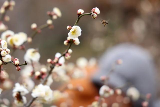 临水白梅盛开！在上海这个公园免费打卡→