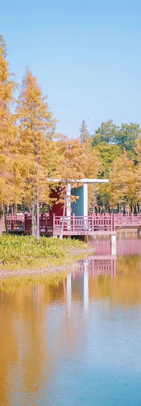 深圳秋日限定：三处落羽杉秘境，邂逅南国绚烂之季