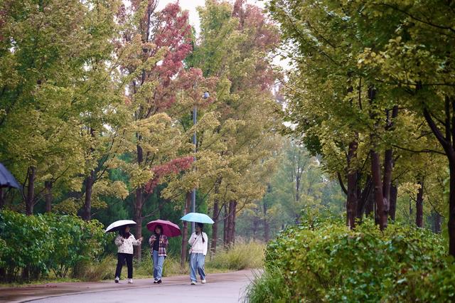 游客雨中漫步芸上梯田，感受别样秋意