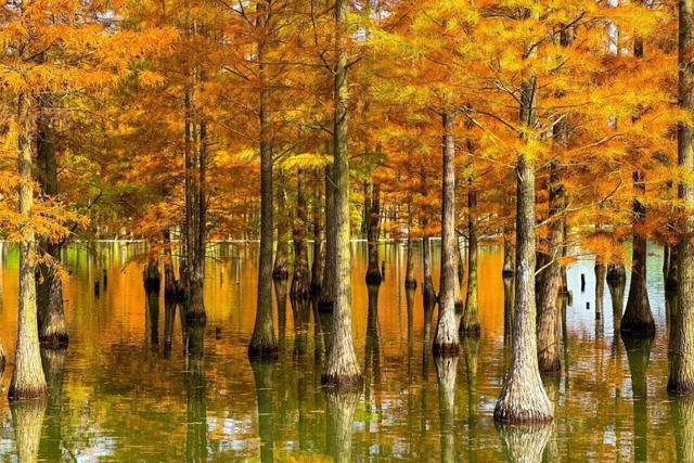 成都限定红！水杉最美季节上线，赶紧打卡！